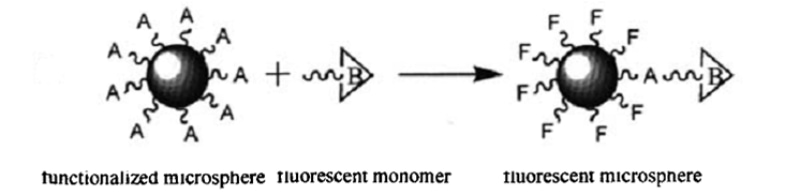 图4 利用接枝法制备荧光微球