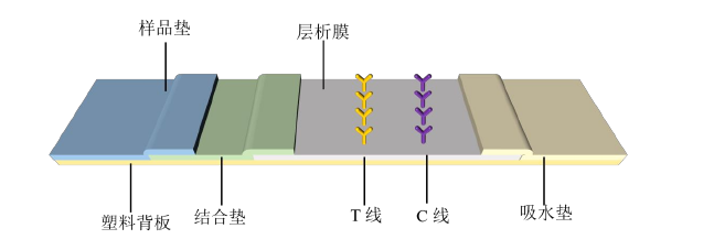 侧向流动免疫层析技术结构示意图【1】