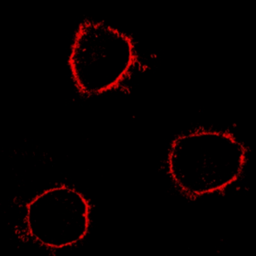 Cell Membrane