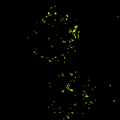 Lipid Droplet