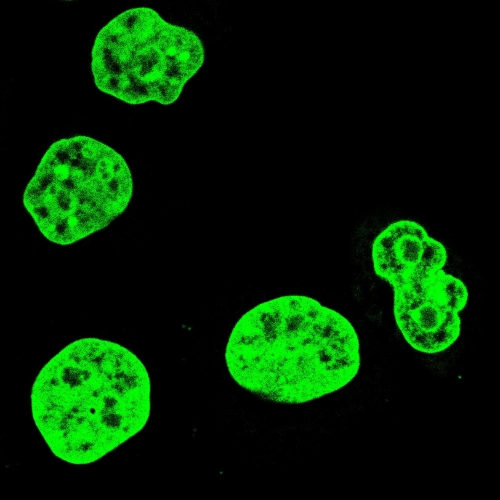 Nucleus