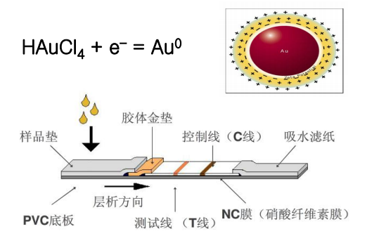 Principle of Colloidal Gold Immunochromatography